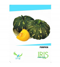 Iris F1 Pumpkin / Kaddoo 15 Seeds
